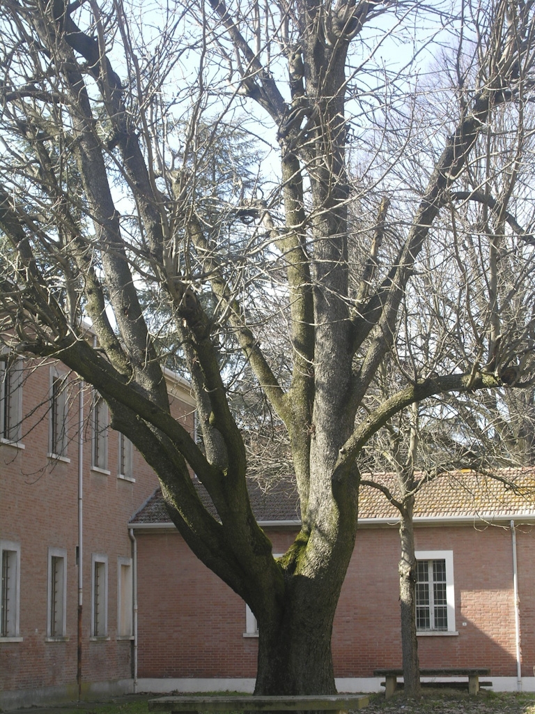 IMOLAParco Osservanza